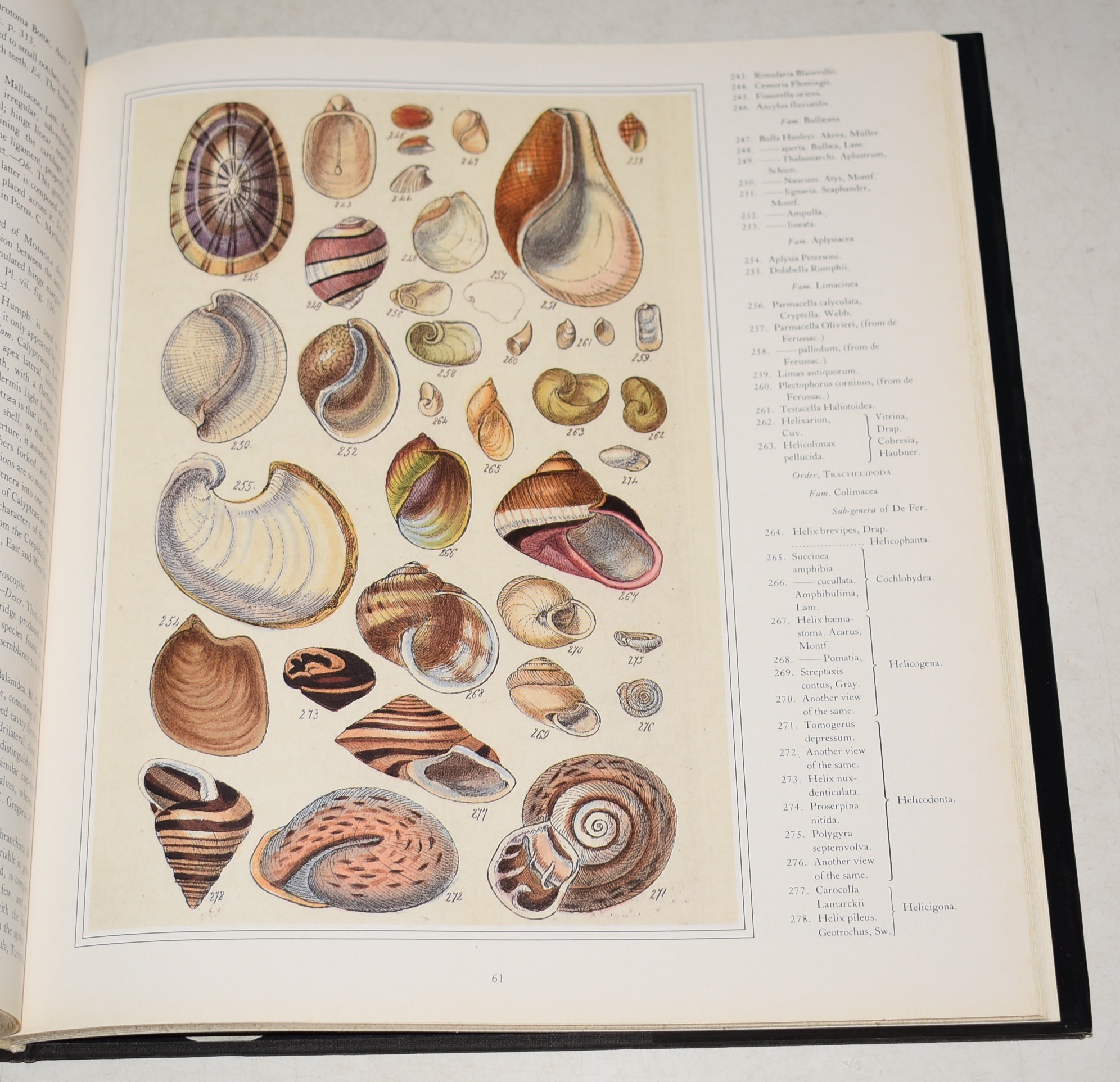 Sowerby's Book of Shells With a Foreword by S. Peter Dance.
