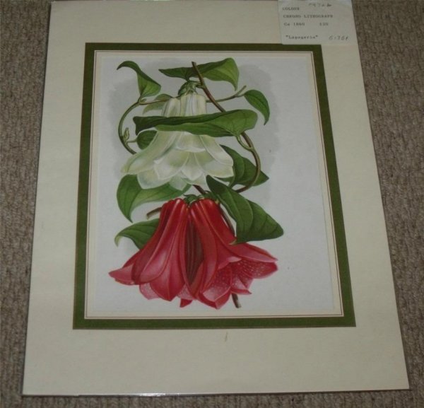 Image for Attractive original Colour Chromo Lithograph of Lapageria.