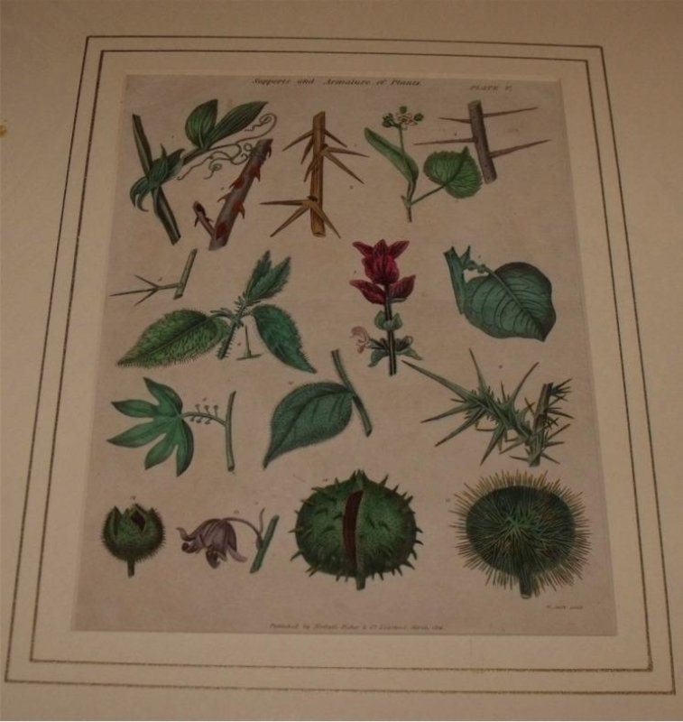 Image for Attractive original engraving of “Supports and Armature of Plants”.