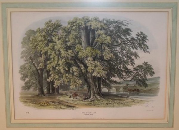 Image for The Wych Elm. Norbury Park No 19