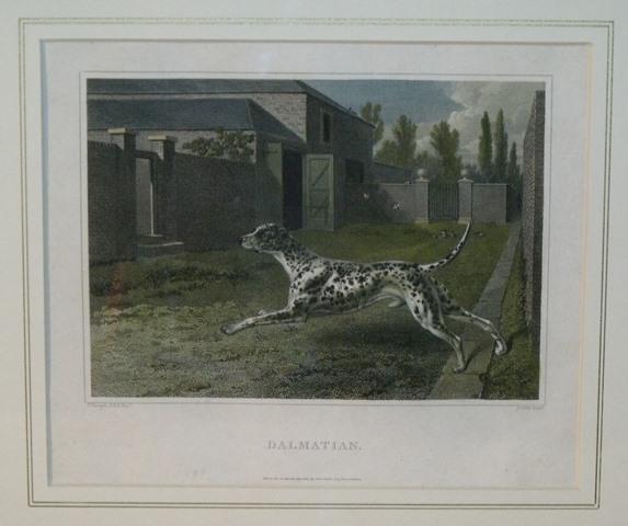 Image for Dalmatian. Printed "P. Reinagle" and on the right side is printed "J. Scott sculp"