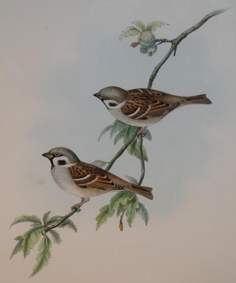 Image for Passer Montanus (Tree Sparrow) From Gould’s Birds of Great Britain.