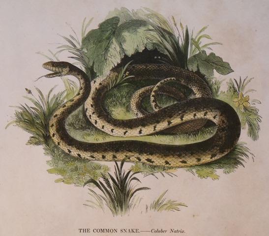 Image for The Common Snake. Coluber Natrix.