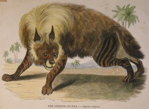 Image for The Striped Hyaena. Hyaena vulgaris.