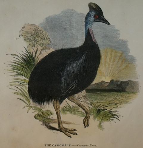 Image for The Cassowary. Casuarius Emeu.