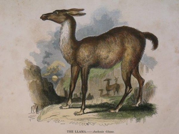 Image for The Llama. Auchenia Glama.