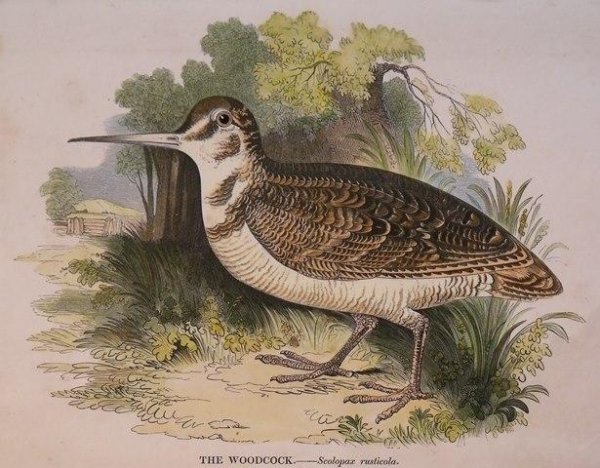 Image for The Woodcock. Scolopax rusticola.