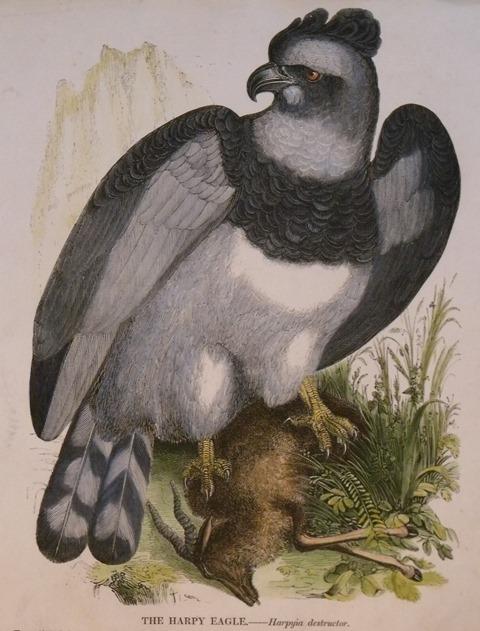 Image for The Harpy Eagle. Harpyia destructor.