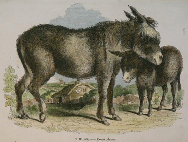 Image for The Ass. Equus Asinus.