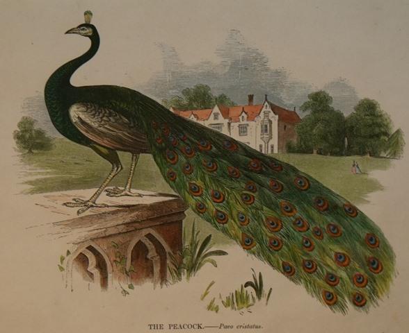 Image for The Peacock. Pavo cristatus.