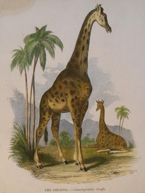 Image for The Giraffe. Camelopardalis Giraffa.