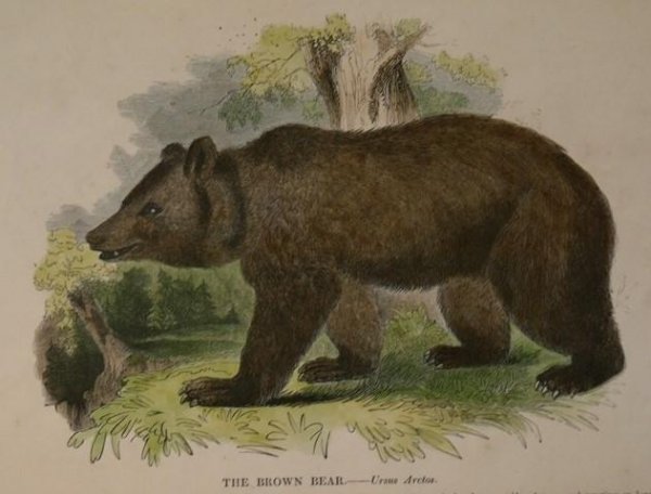 Image for The Brown Bear. Ursus Arctos.