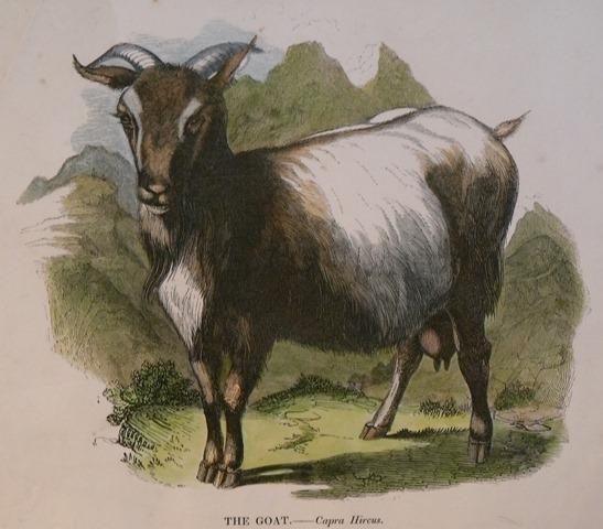 Image for The Goat. Capra Hircus.
