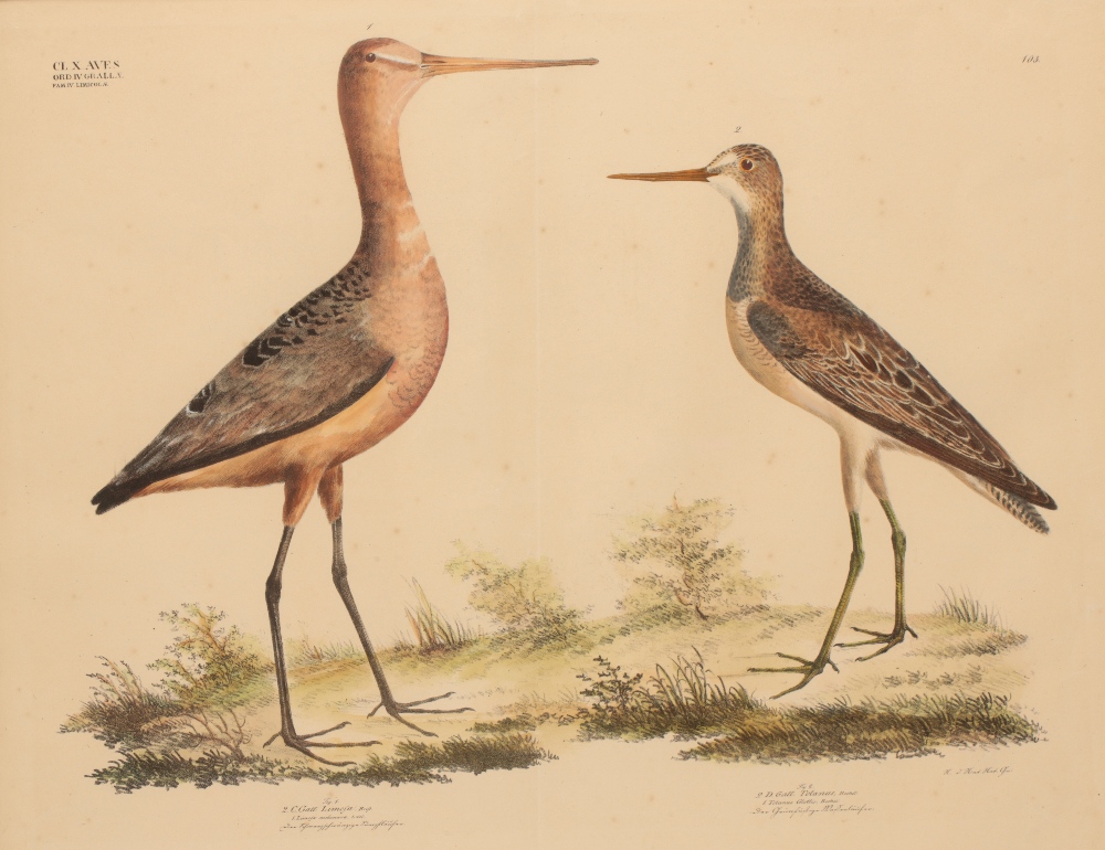 Image for 'LIMOSA MELANURA' AND 'TOTANUS GLOTTIS' a study of a Black-tailed Godwit and a Greenshank