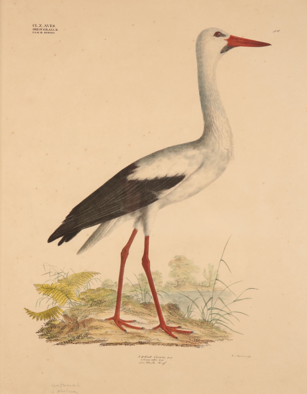Image for 'CICONIA ALBA' A study of a White Stork Number 100