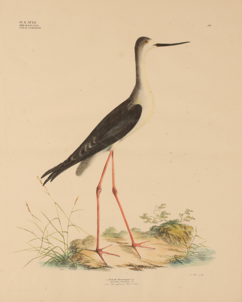 Image for 'Himan-topus Melanopterus' Black-Winged Stilt. Number 80