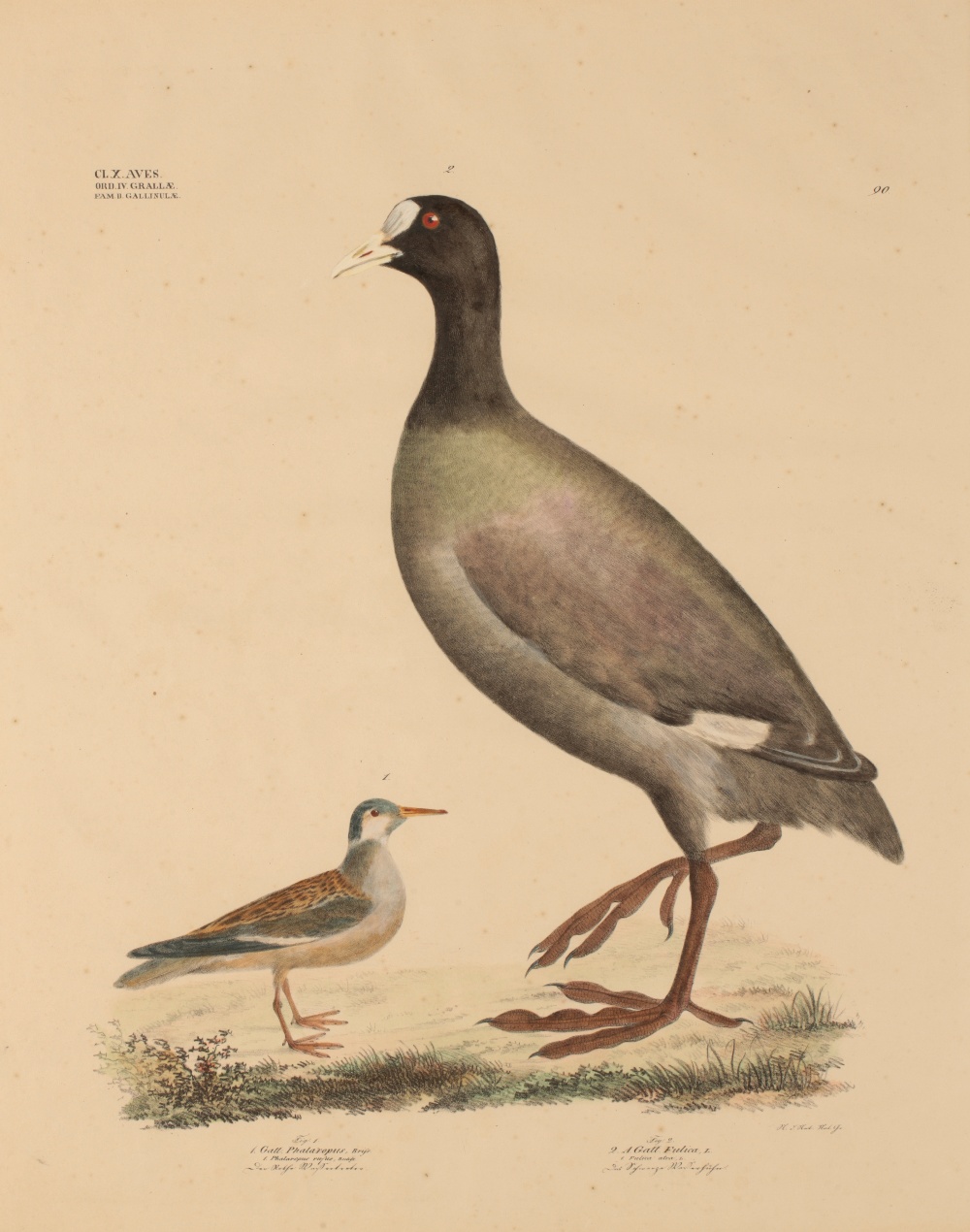 Image for Phalaropus rufus - der rote wassertreter (red phalarope) and Fulica Atra' & Fulica atra - das schwarze Wasserhuhn Number 90