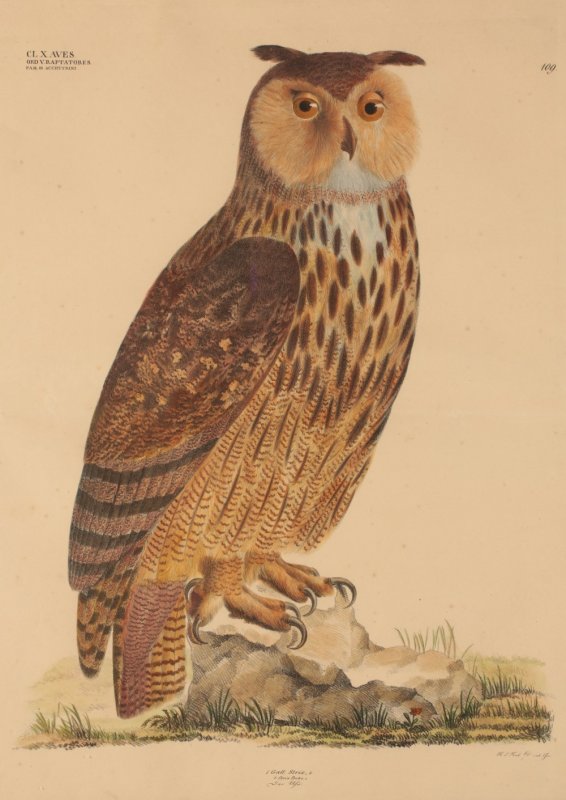Image for 'STRIX BUBO' A study of the Eurasian Eagle Owl Number 109