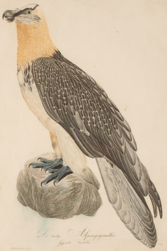 Image for Der bärtige Alpengeier Adler (Gypaetus barbatus) The Bearded Alpine Vulture Eagle MALE
