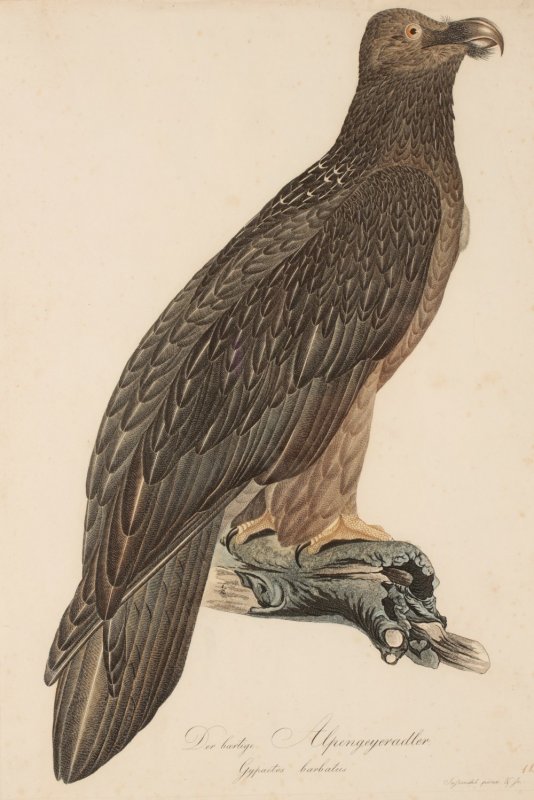 Image for Der bärtige Alpengeier Adler (Gypaetus barbatus) The Bearded Alpine Vulture Eagle FEMALE