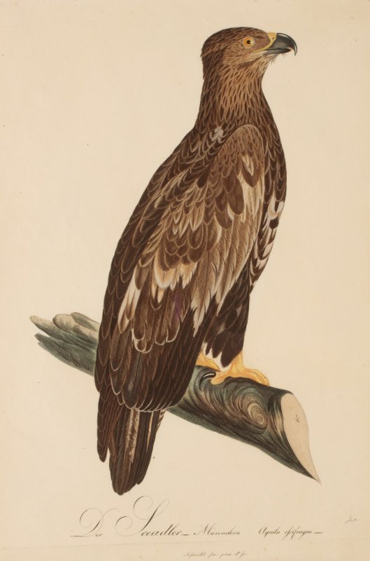 Image for Der Seeadler Sea Eagle MALE