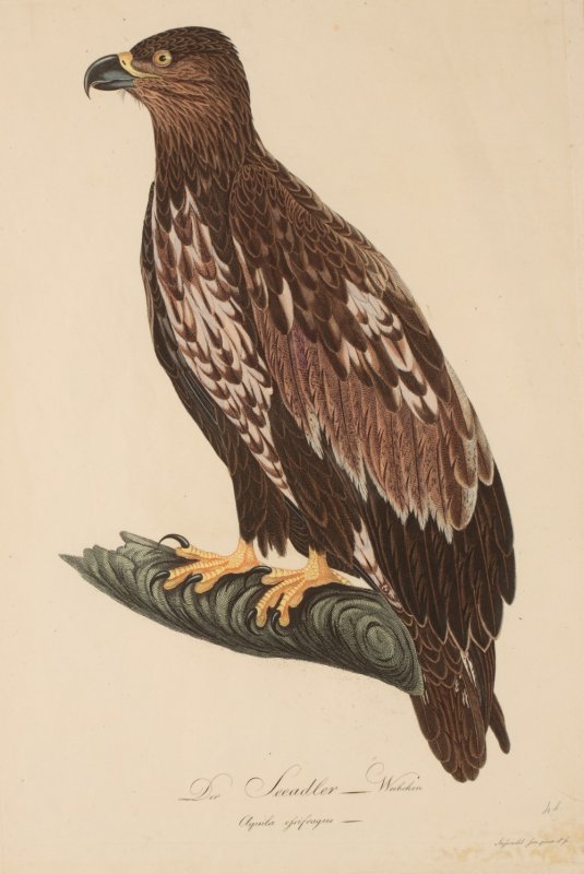 Image for Der Seeadler Sea Eagle FEMALE