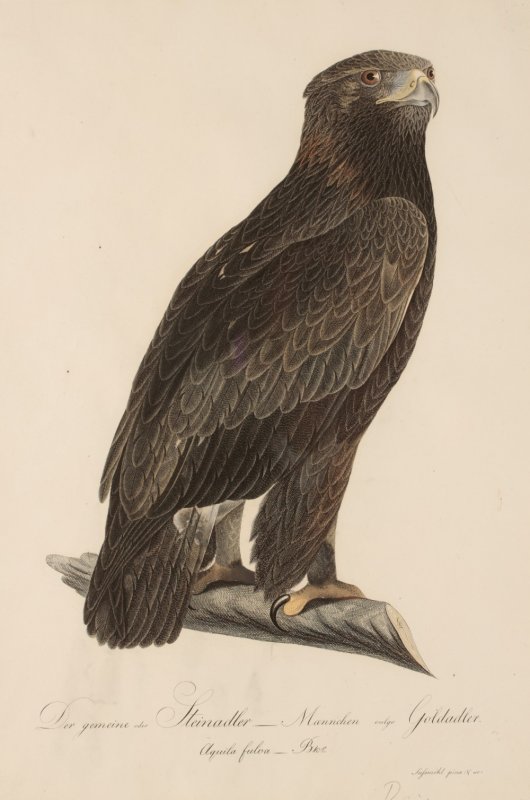 Image for Der Gemeine oder Steinadler Weibchen. The Common or Golden Eagle Male